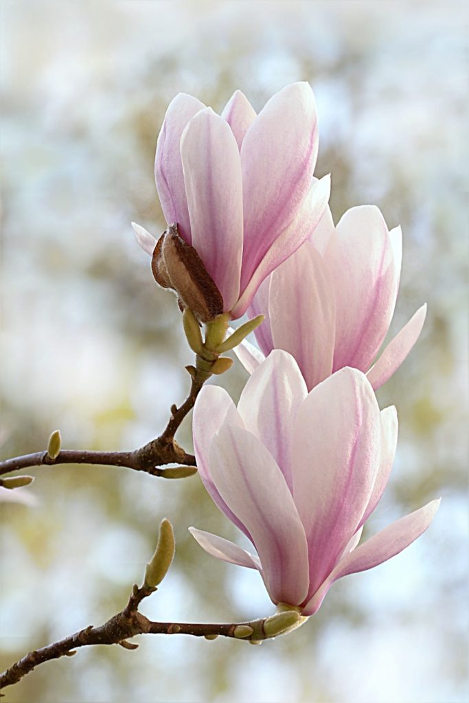 Magnolia zwiastun wiosny