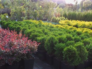 Oferta Gospodarstwa Szkółkarskiego