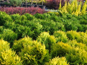 Oferta Gospodarstwa Szkółkarskiego