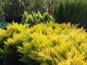 Oferta Gospodarstwa Szkółkarskiego