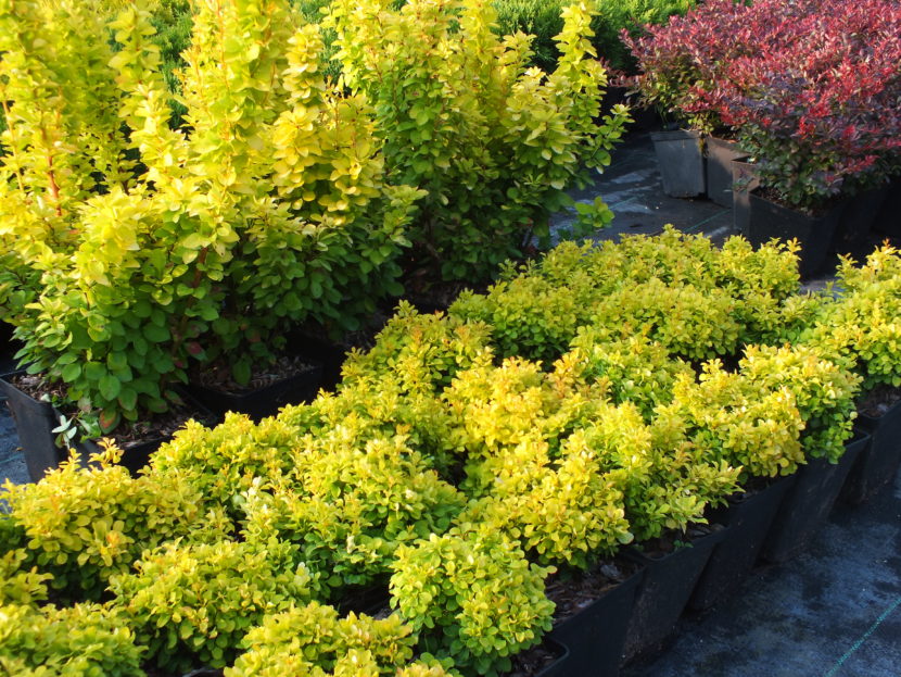 Oferta Gospodarstwa Szkółkarskiego