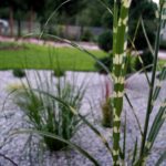 realizacje rabta żwirowa