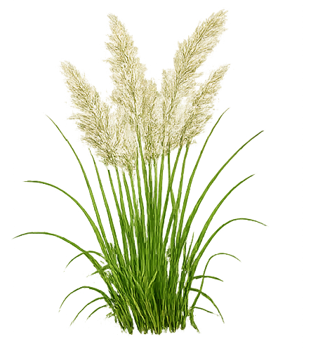 Aster nowobelgijski Mittelmeer - Kolorowe Ogrody