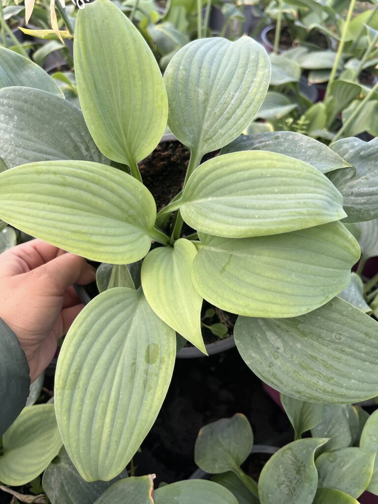 Funkia Fragrant Blue - Kolorowe Ogrody