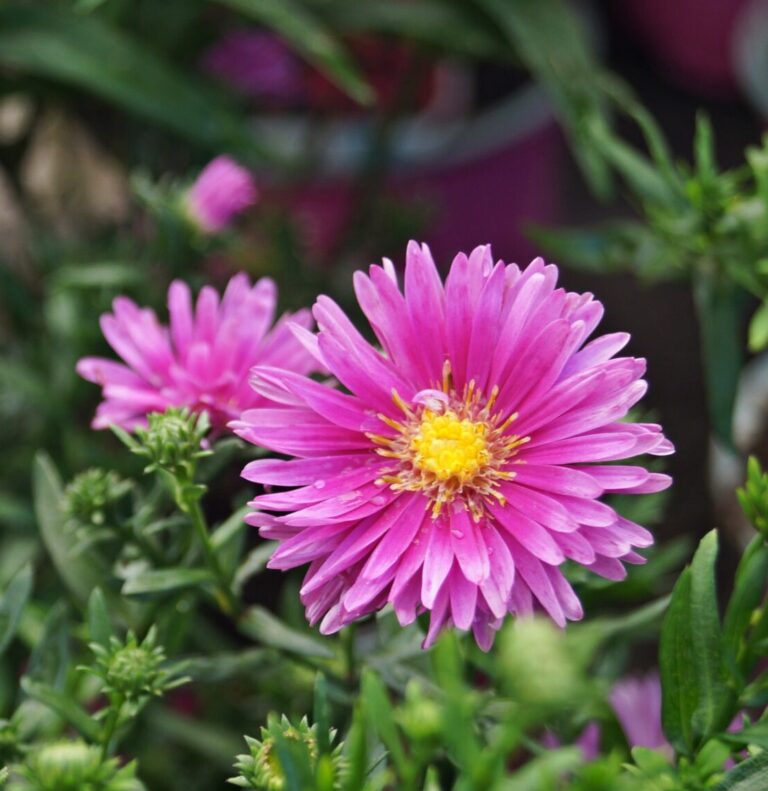 Aster nowobelgijski Jenny - Kolorowe Ogrody