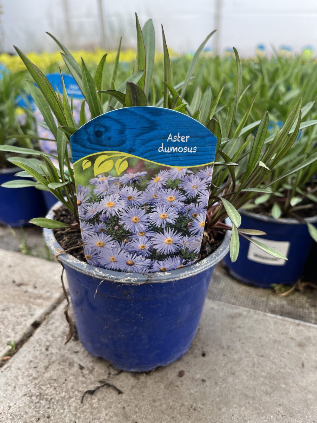 Aster nowobelgijski Mittelmeer - Kolorowe Ogrody