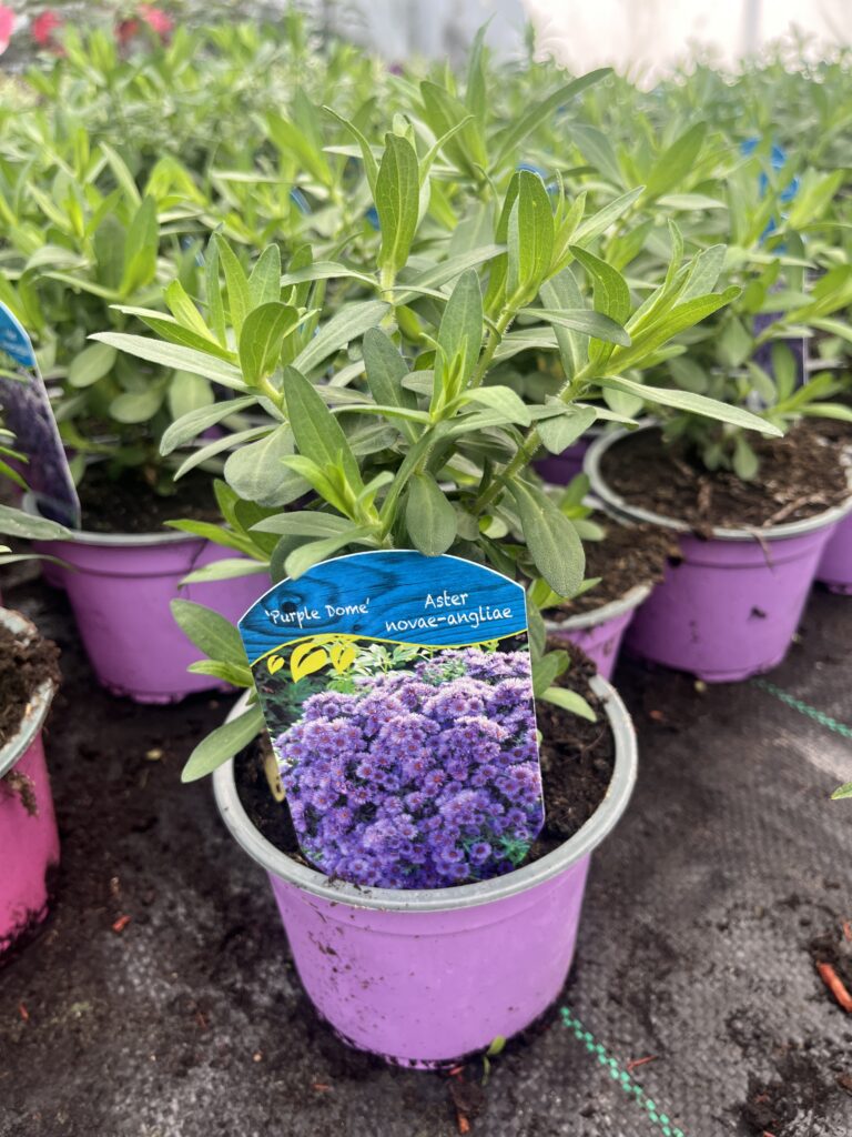 Aster nowobelgijski Purple Dome - Kolorowe Ogrody