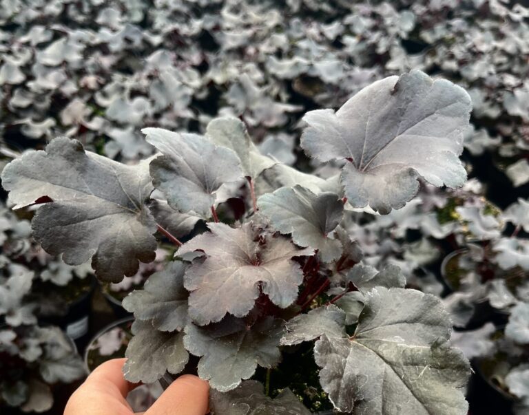 Żurawka Black Pearl - Kolorowe Ogrody