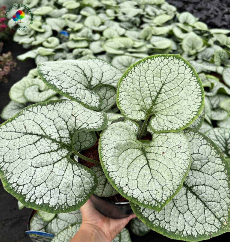 Brunera Silver Heart - Kolorowe Ogrody