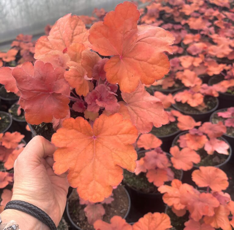 Żurawka Fire Alarm - Kolorowe Ogrody