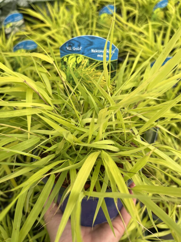 Hakonechloa All Gold - Kolorowe Ogrody