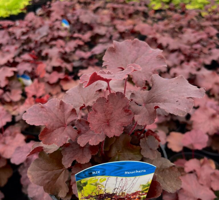 Żurawka Northern Exposure™ Red - Kolorowe Ogrody