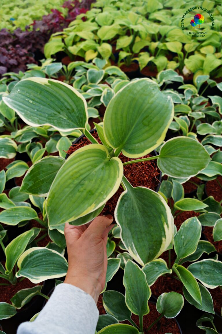 Funkia American Halo - Kolorowe Ogrody