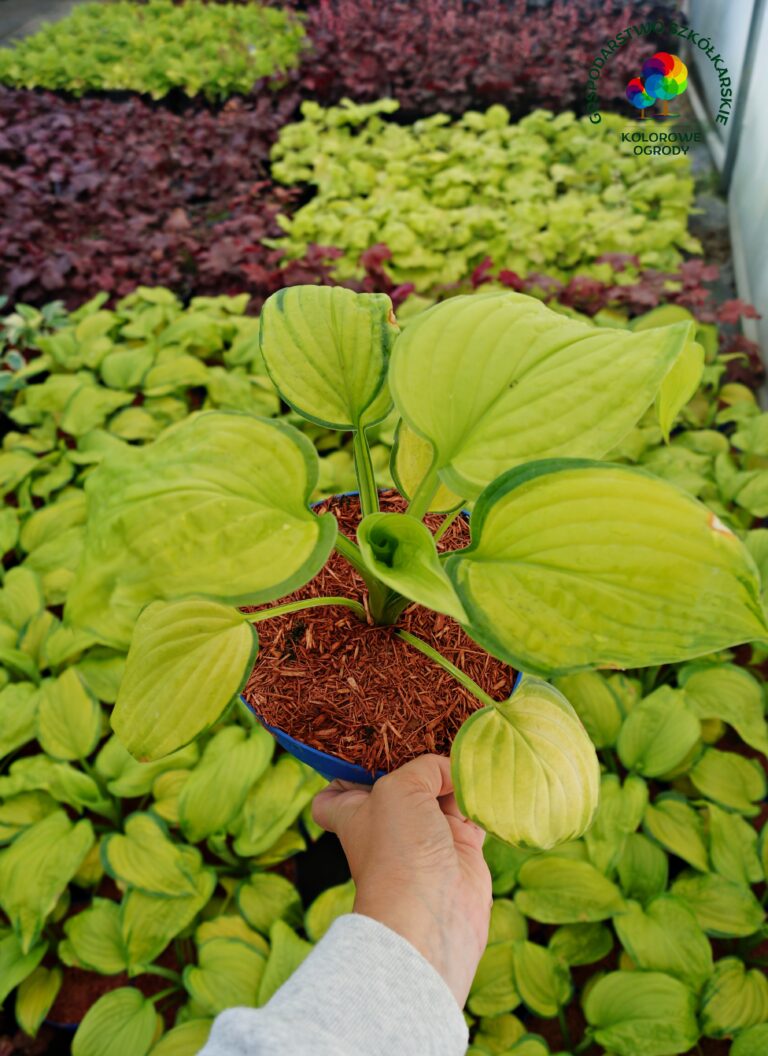 Funkia Stained Glass - Kolorowe Ogrody