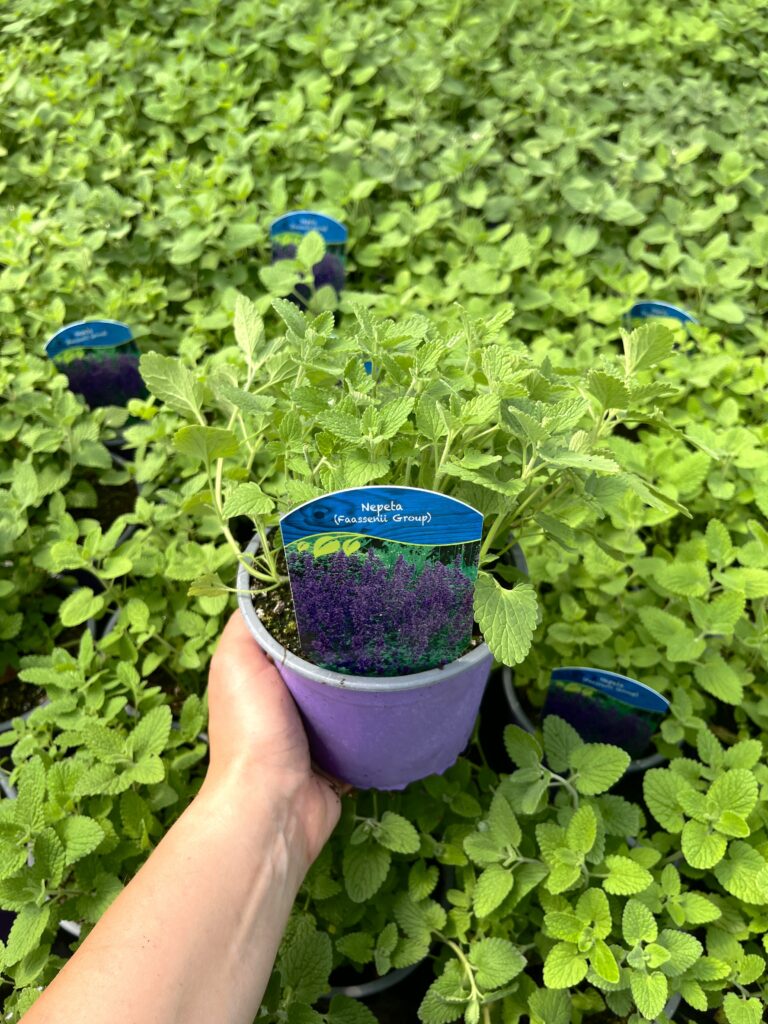 Kocimiętka Recemosa - Kolorowe Ogrody