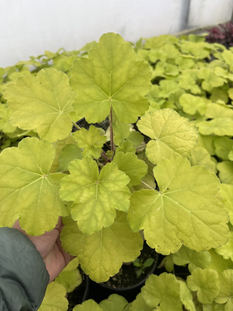 Żurawka Lime Rickey - Kolorowe Ogrody