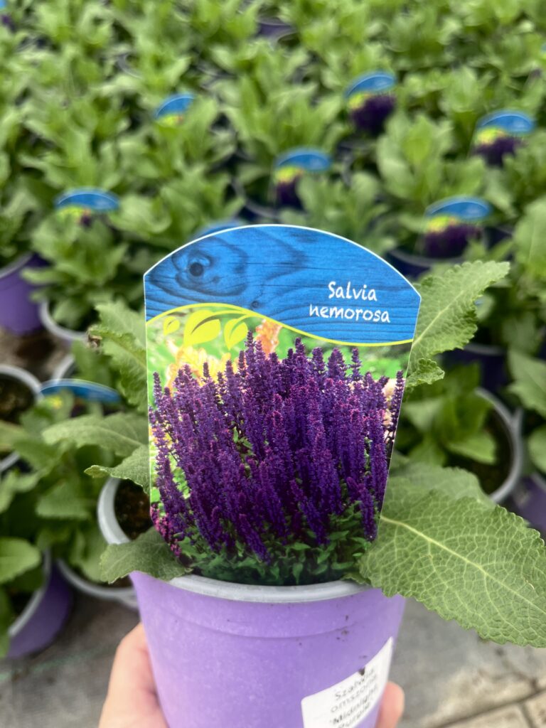 Szałwia omszona Midnight Purple - Kolorowe Ogrody