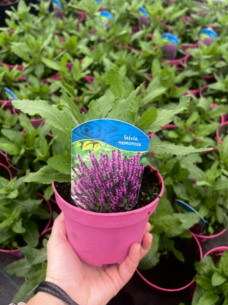 Szałwia omszona Rianne Pink - Kolorowe Ogrody