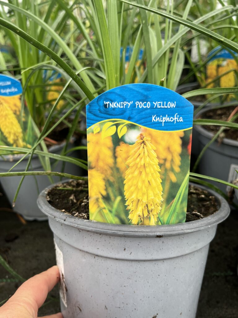 Trytoma Poco Yellow - Kolorowe Ogrody