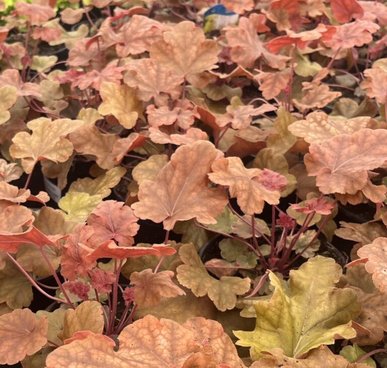 Żurawka World Caffé™ Arabica - Kolorowe Ogrody