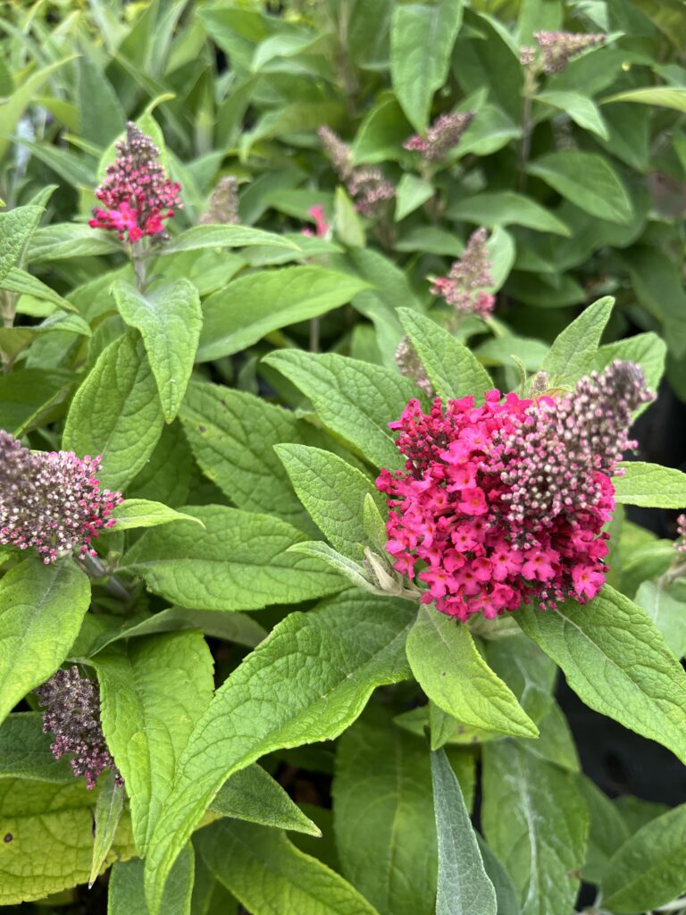 Budleja Butterfly Candy® Little Ruby - Kolorowe Ogrody