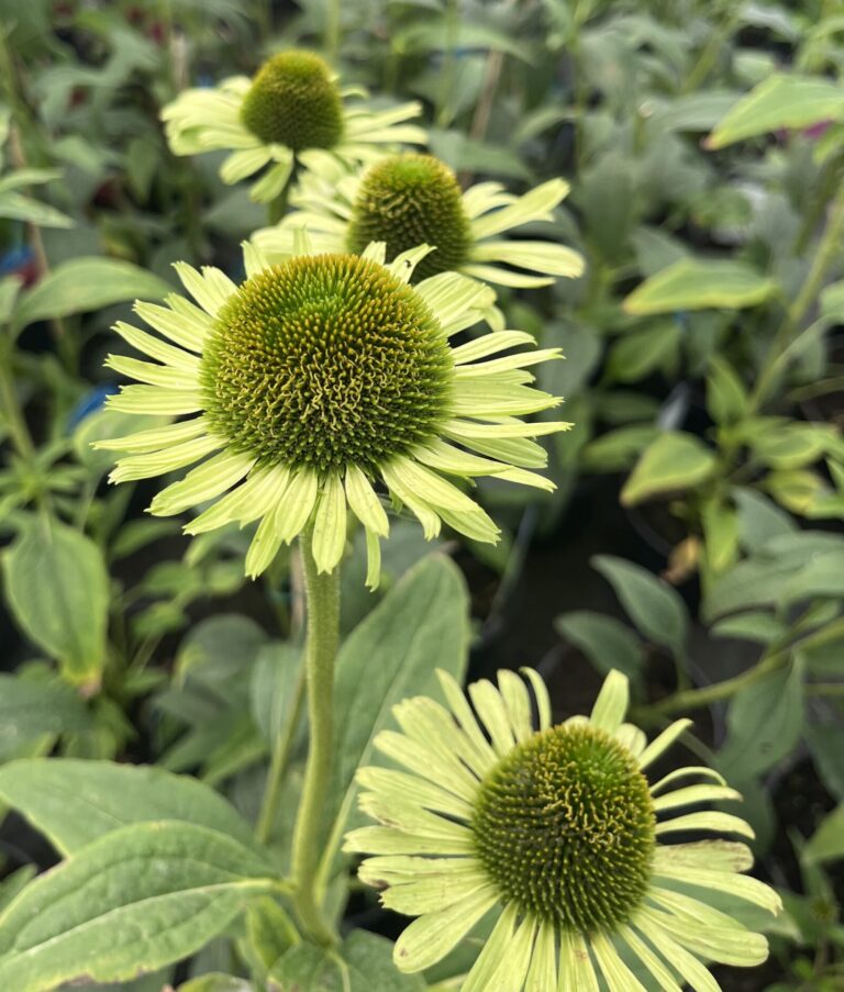 Jeżówka Green Jewel - Kolorowe Ogrody