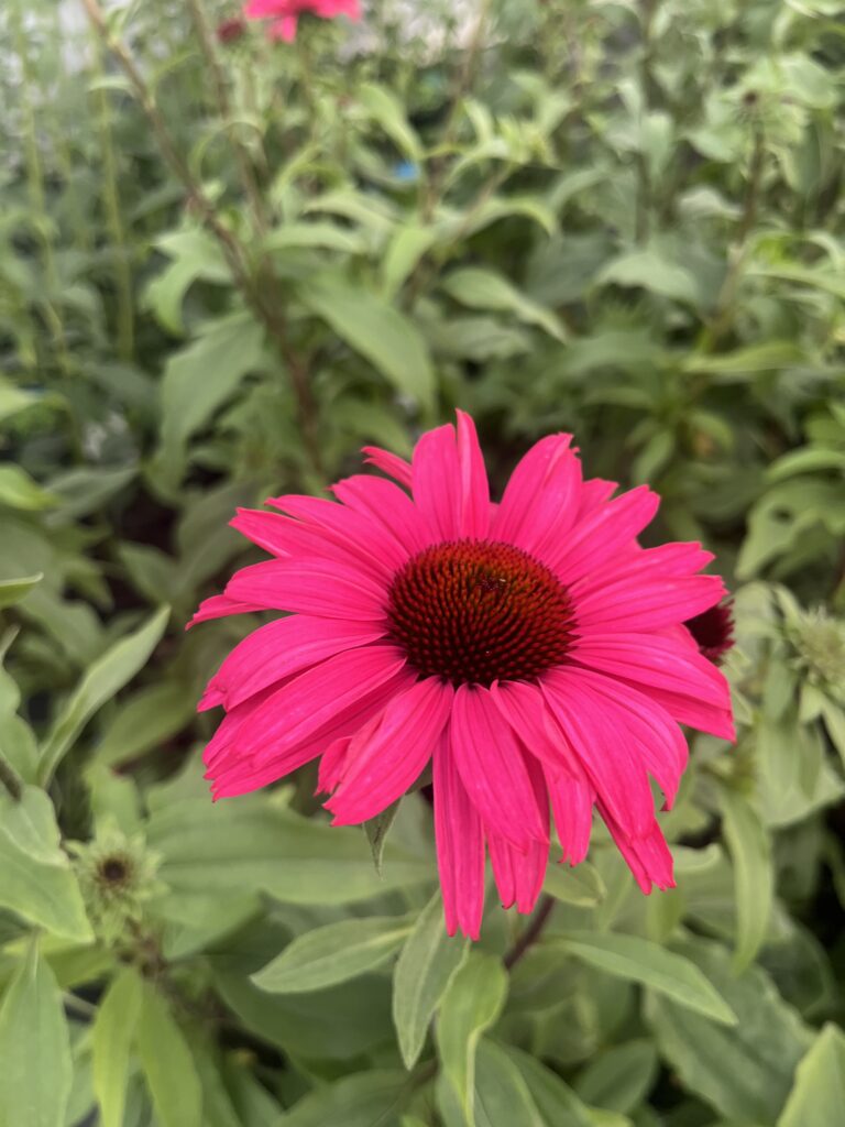 Jeżówka Pearl™ Magenta Imp. - Kolorowe Ogrody